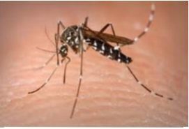 Mosquito carrying the Zika virus