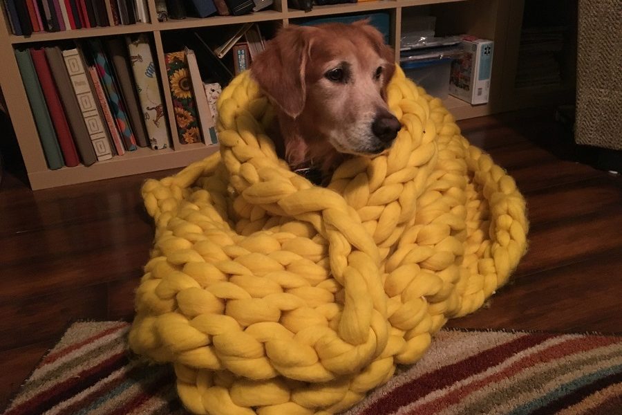 A Golden Retriever models while wrapped in the blanket.