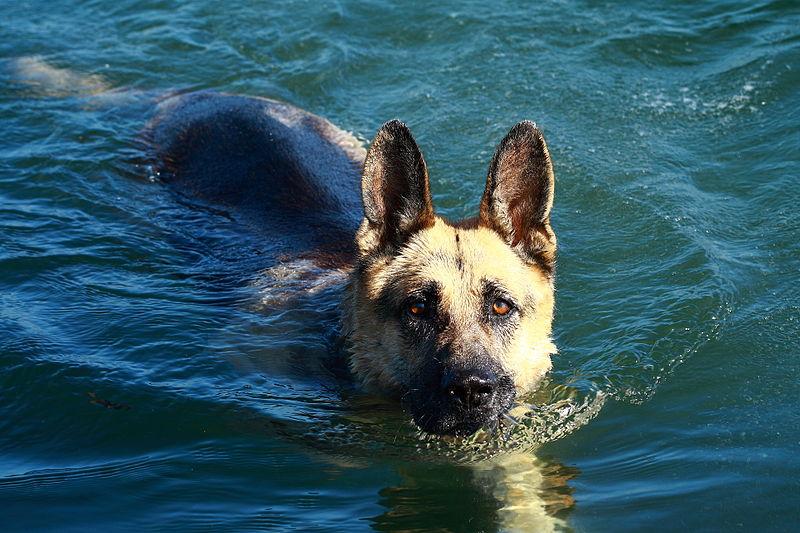 German Shepherd wading through water.