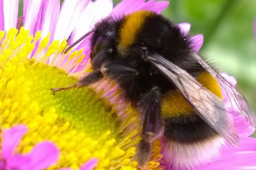 The Disappearing Bumblebee