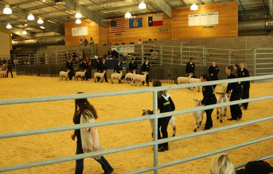 Students walk their lambs around the area in the first weight class of lamb judging.