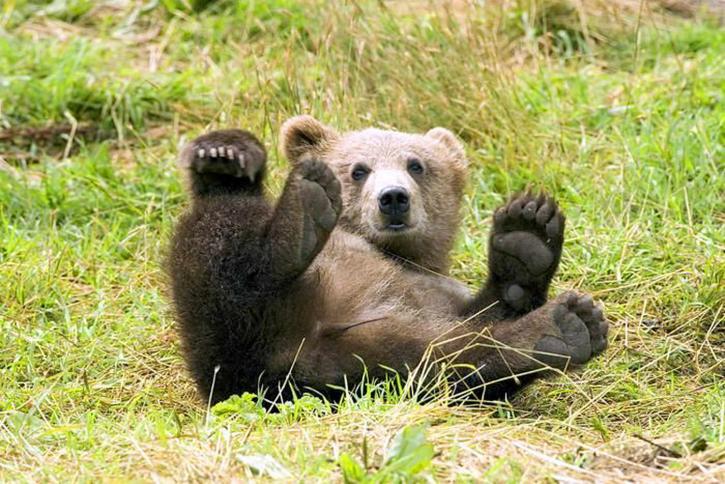 A grizzly bear, one of the animals placed on the Endangered Species List in 1975.