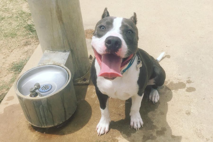 The reporters dog, Matthias, at the park on July 8, 2019. Matthias is purebred pit bull. 