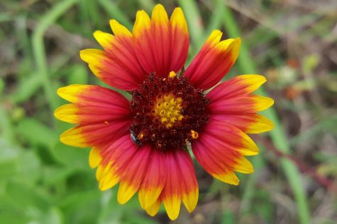 An Indian Blanket grows in a field of grass