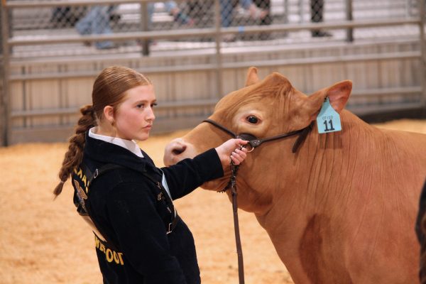 Senior Emerson Willeford and her Grand Champion Steer, which sold for $30,000. The CFISD Livestock Show took place Feb. 5-7.