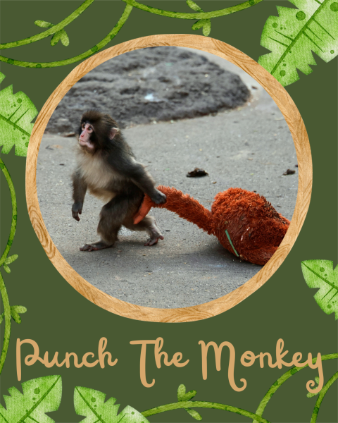 Punch's story evokes sympathy
